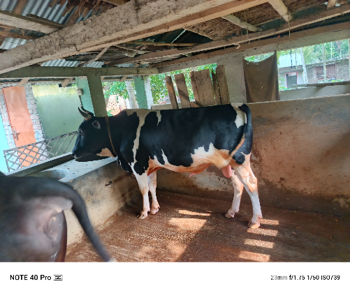 কোরবানির পশু